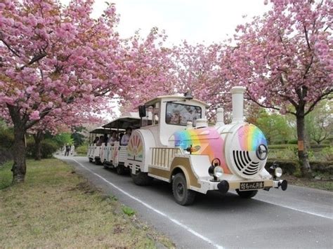 子孫樹|必見！1度は見ておきたい 日本三大桜